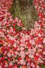 USA, Vermont, Morrisville. Red maple leaves as a carpet on the ground Art Print